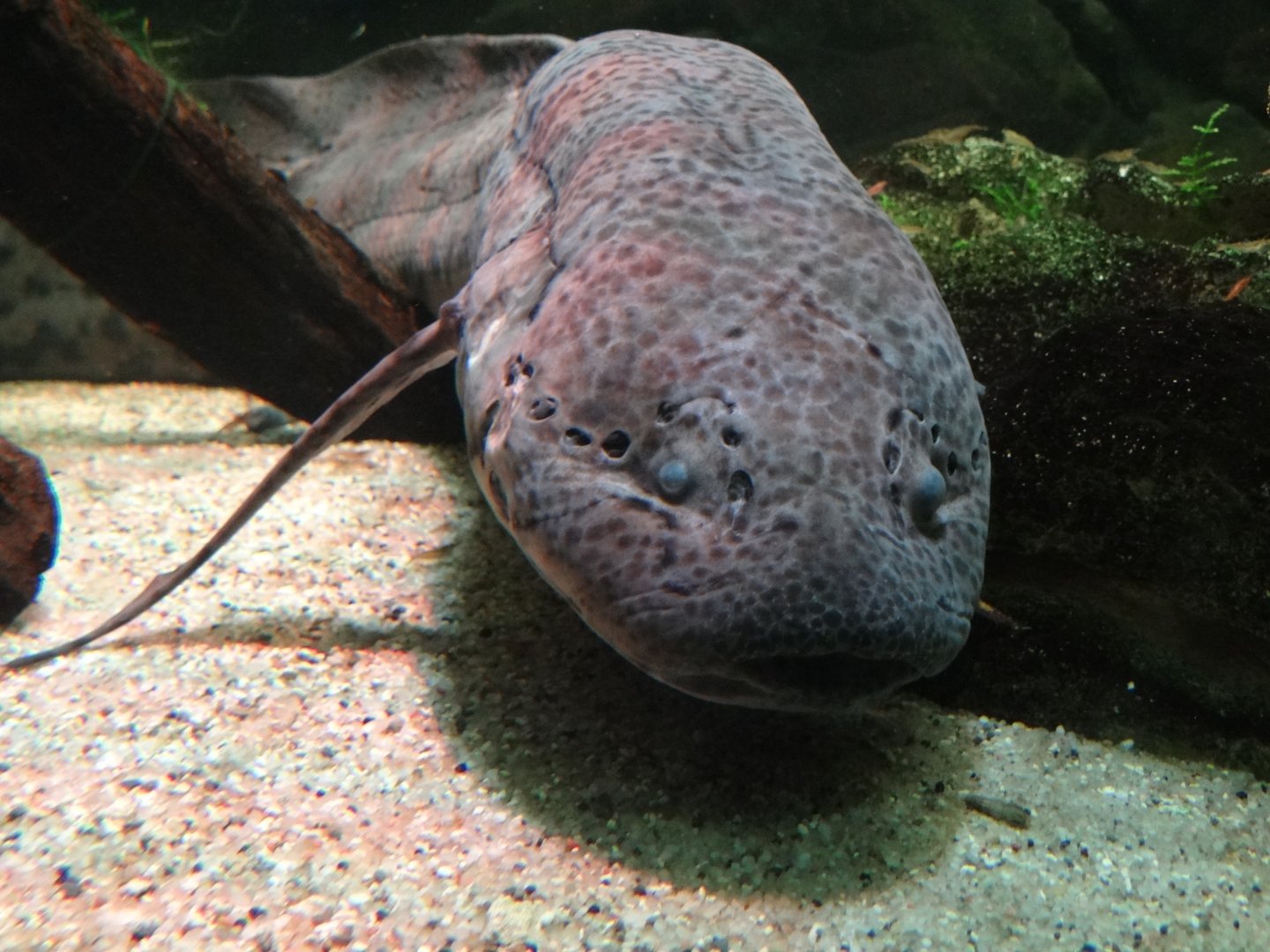 West African Lungfish (Protopterus annectens)