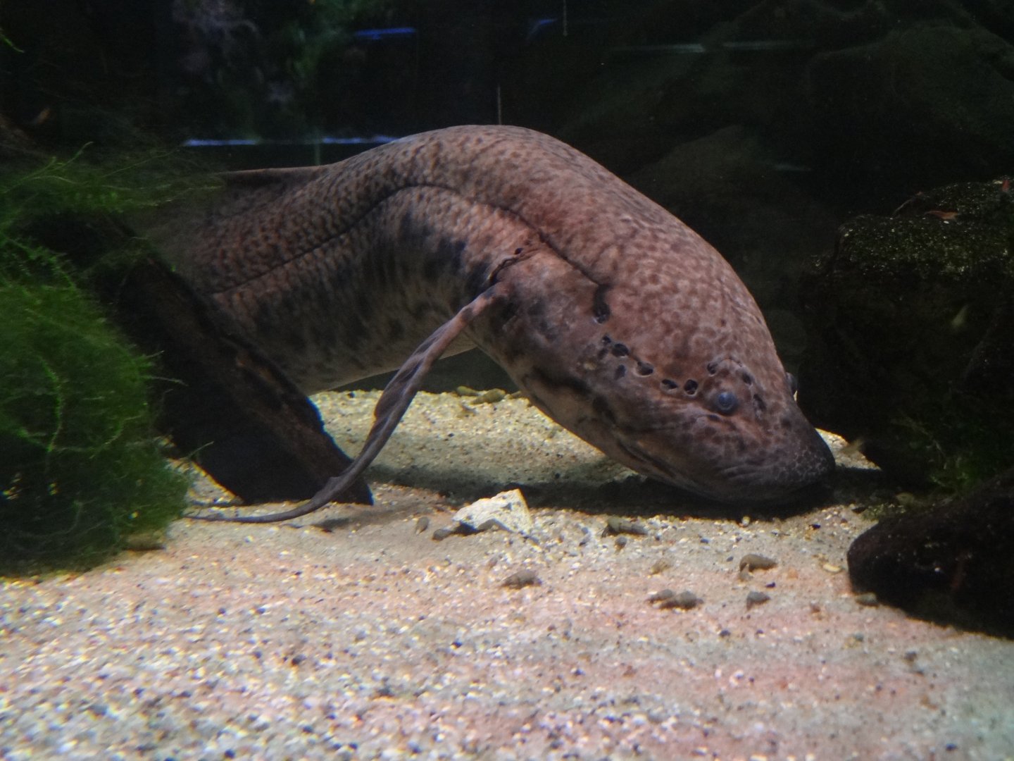 West African Lungfish (Protopterus annectens)