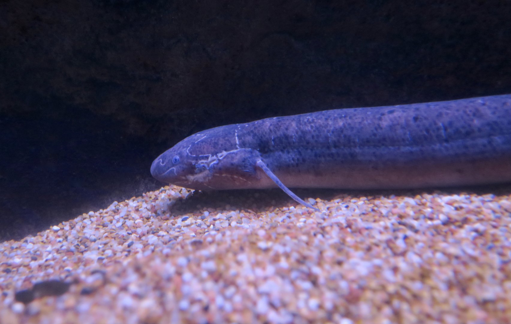 West African Lungfish (Protopterus annectens)