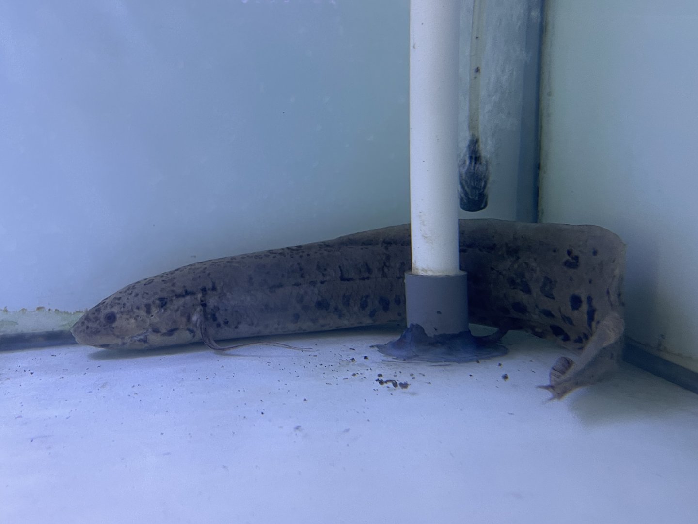 west african lungfish (protopterus annectens)