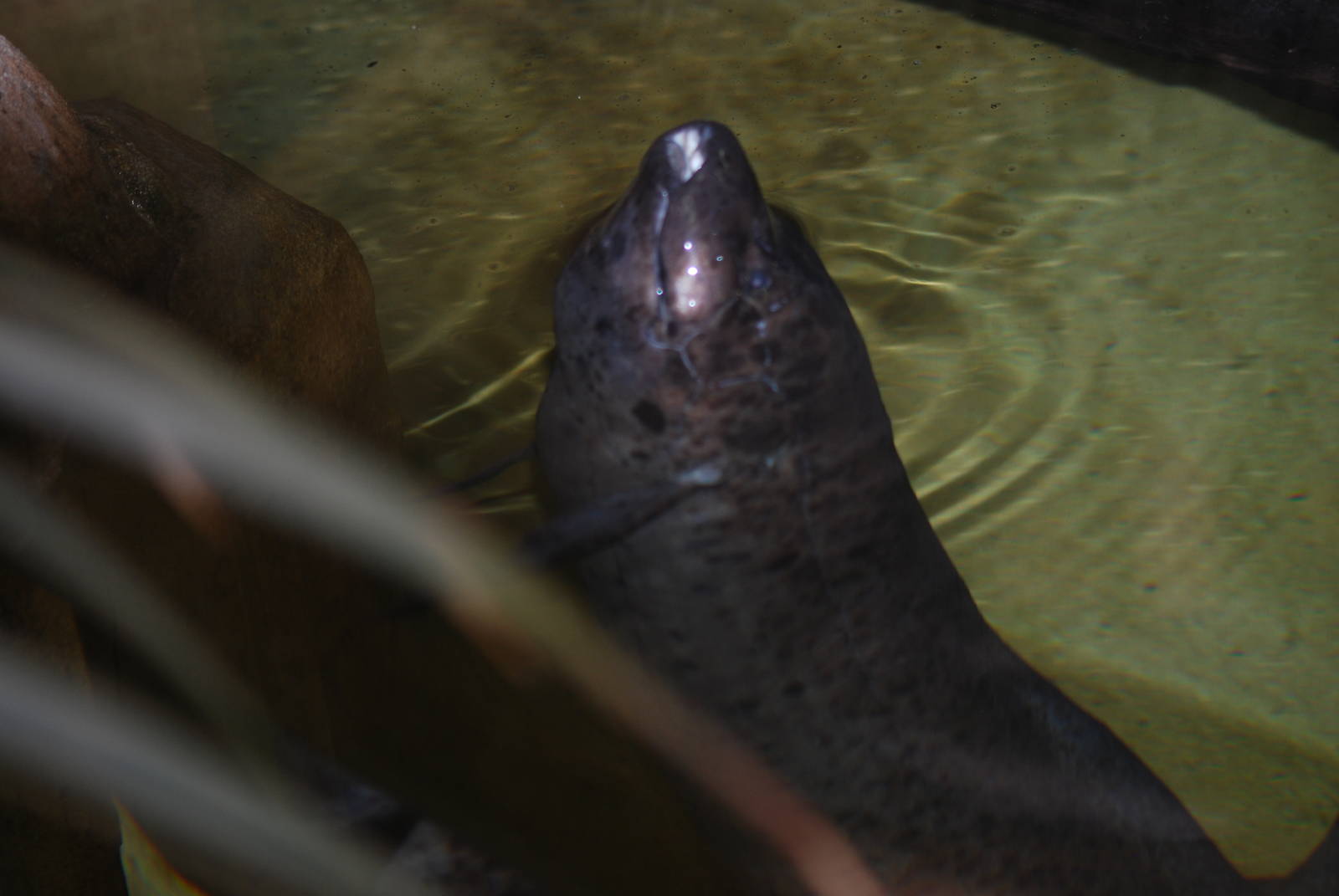 West African lungfish
