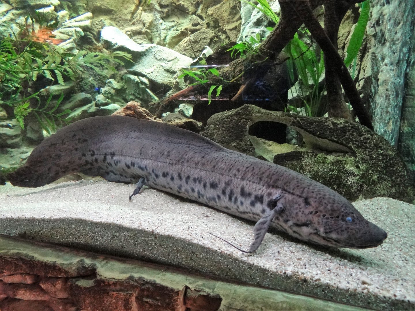 West African Lungfish