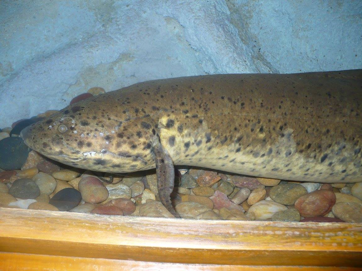 West African lungfish