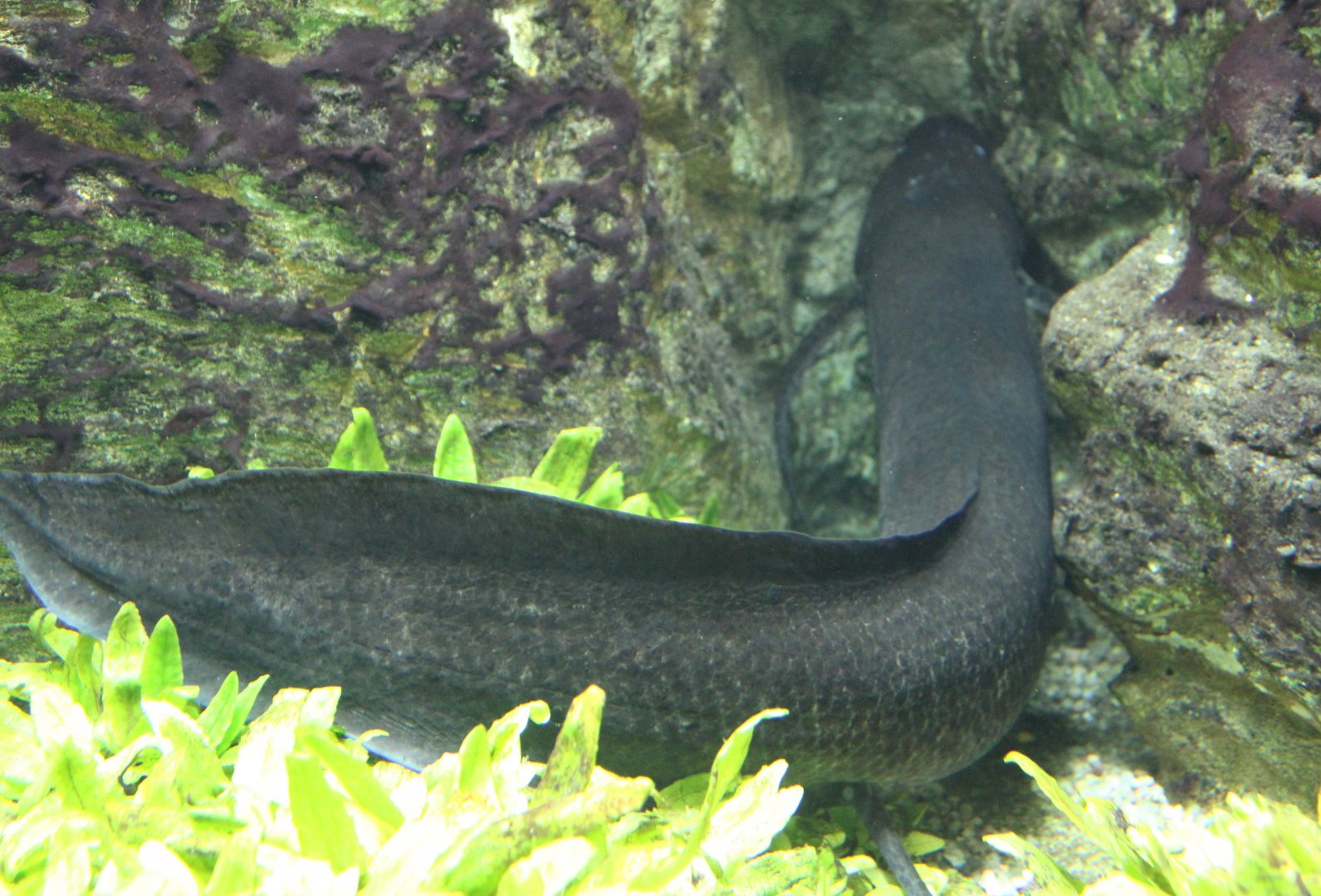 West-african lungfish