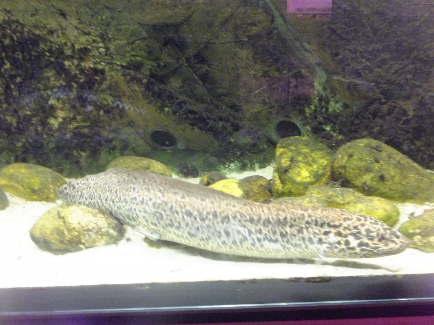 West African lungfish