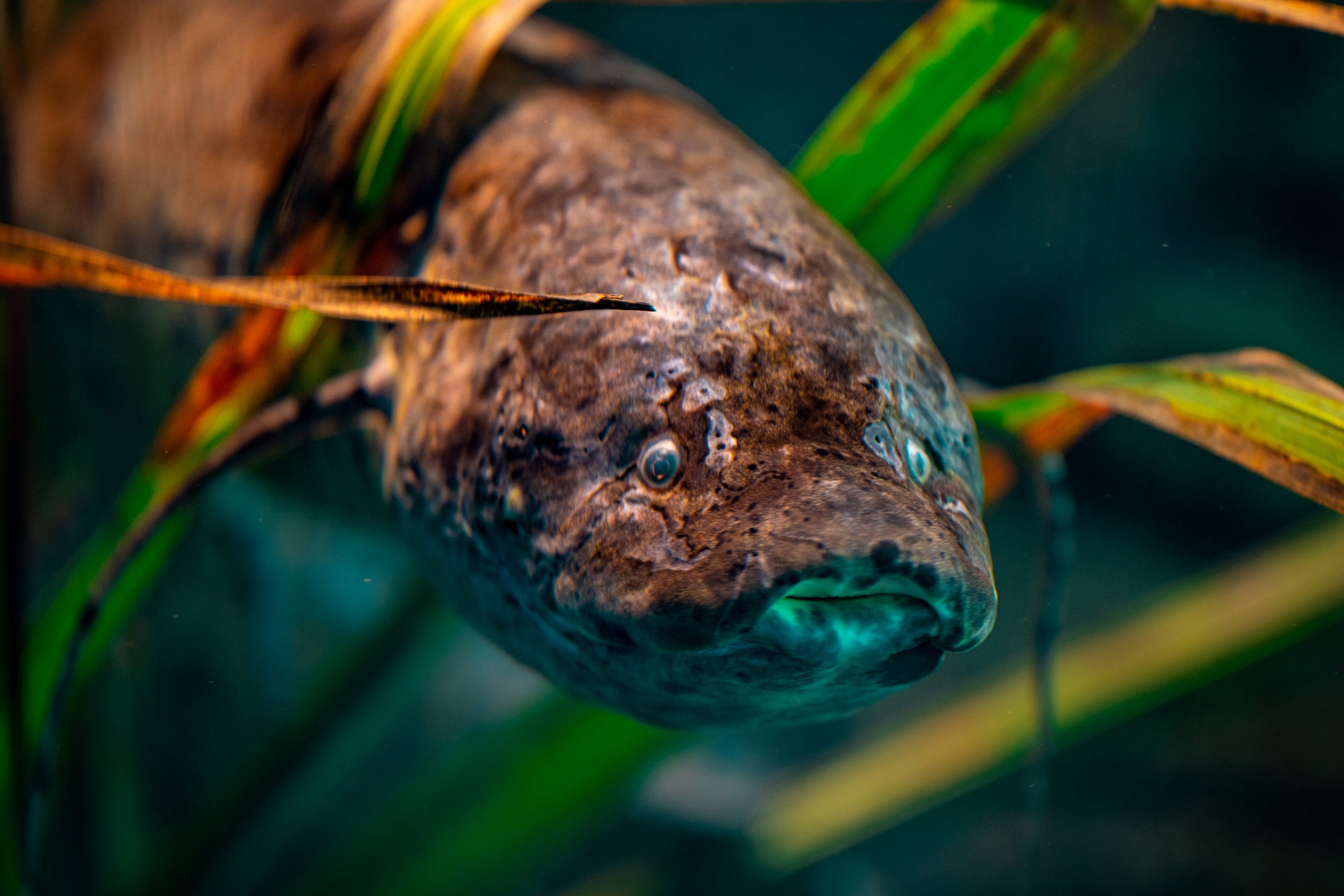 West African Lungfish