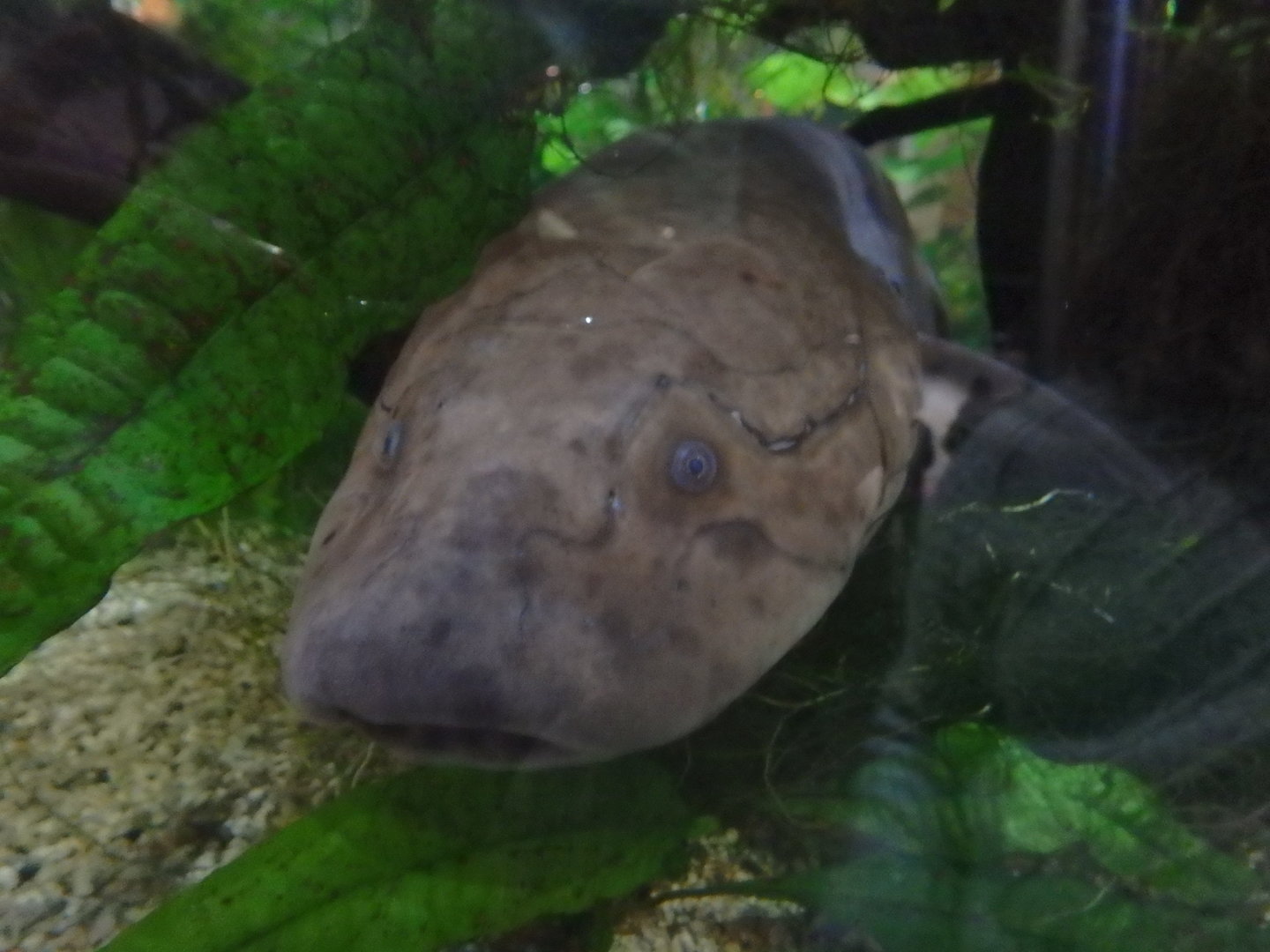 West African lungfish