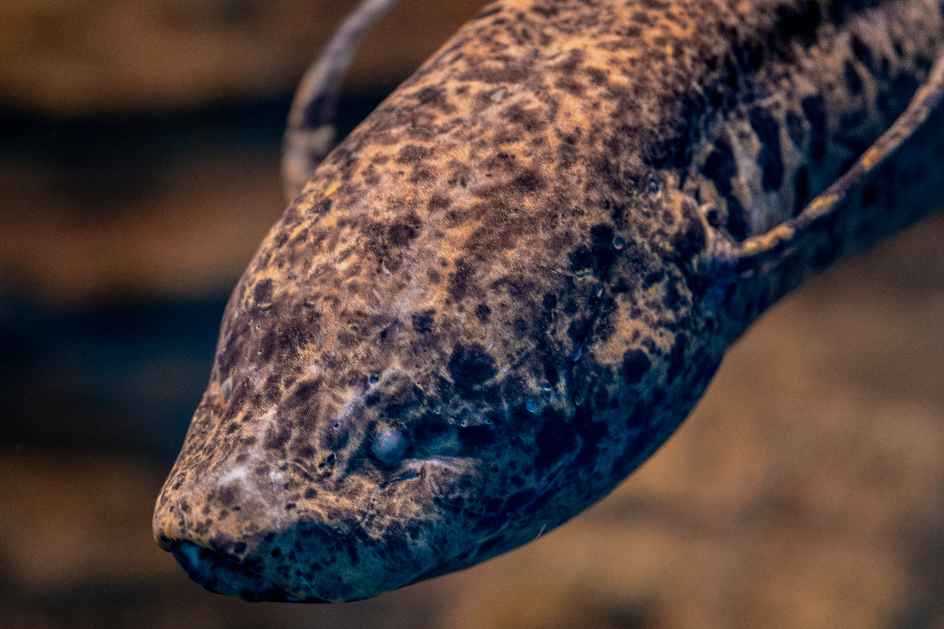 West African Lungfish