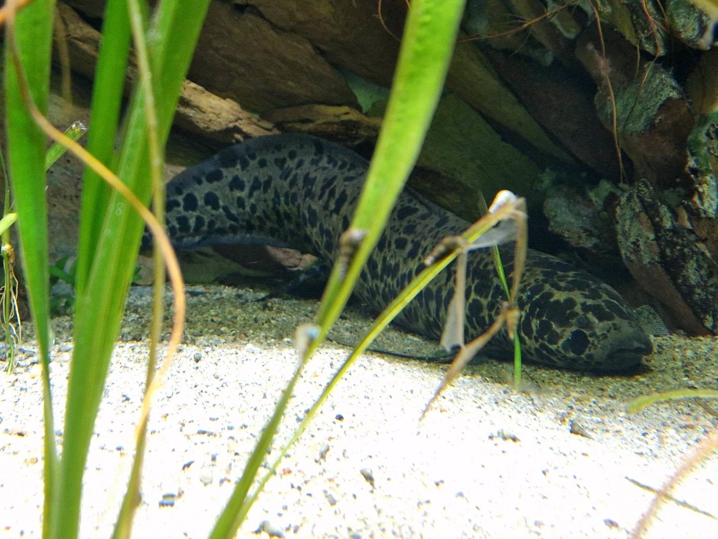 West African Lungfish