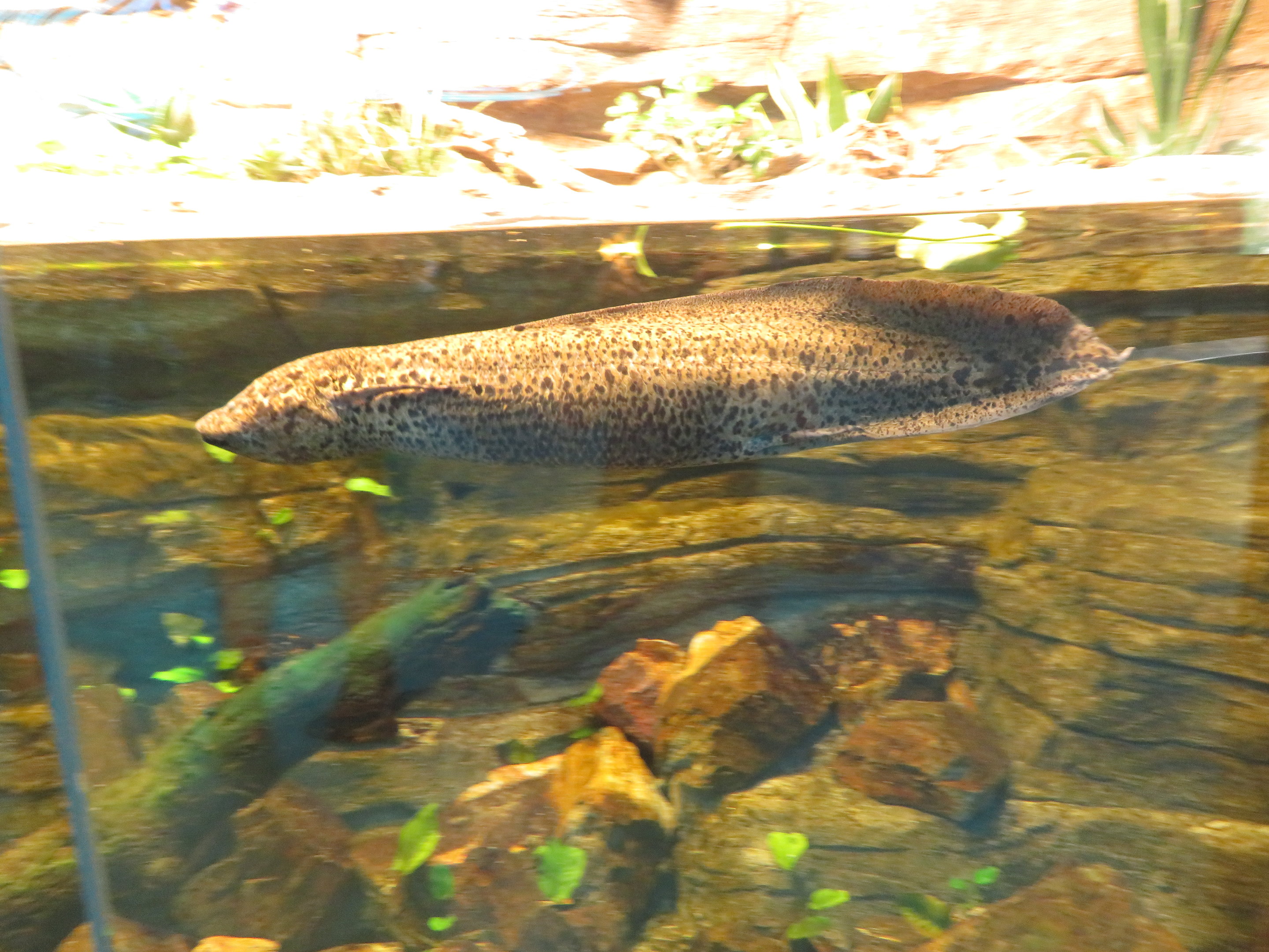 West African Lungfish
