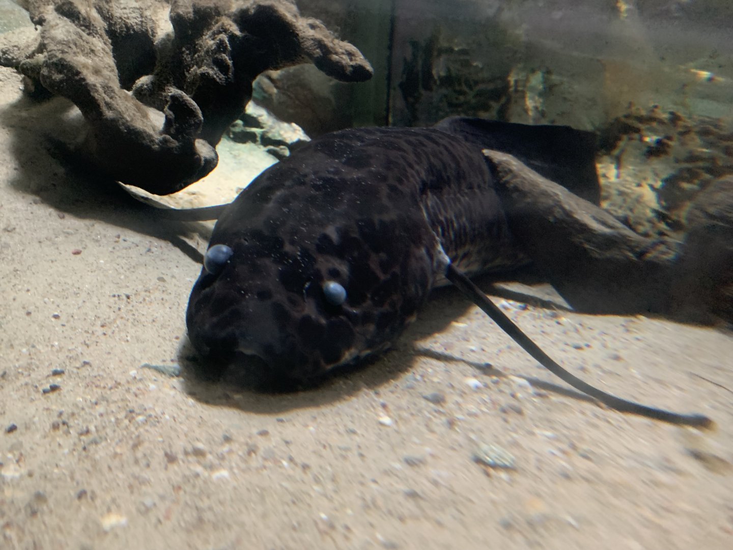 West African lungfish