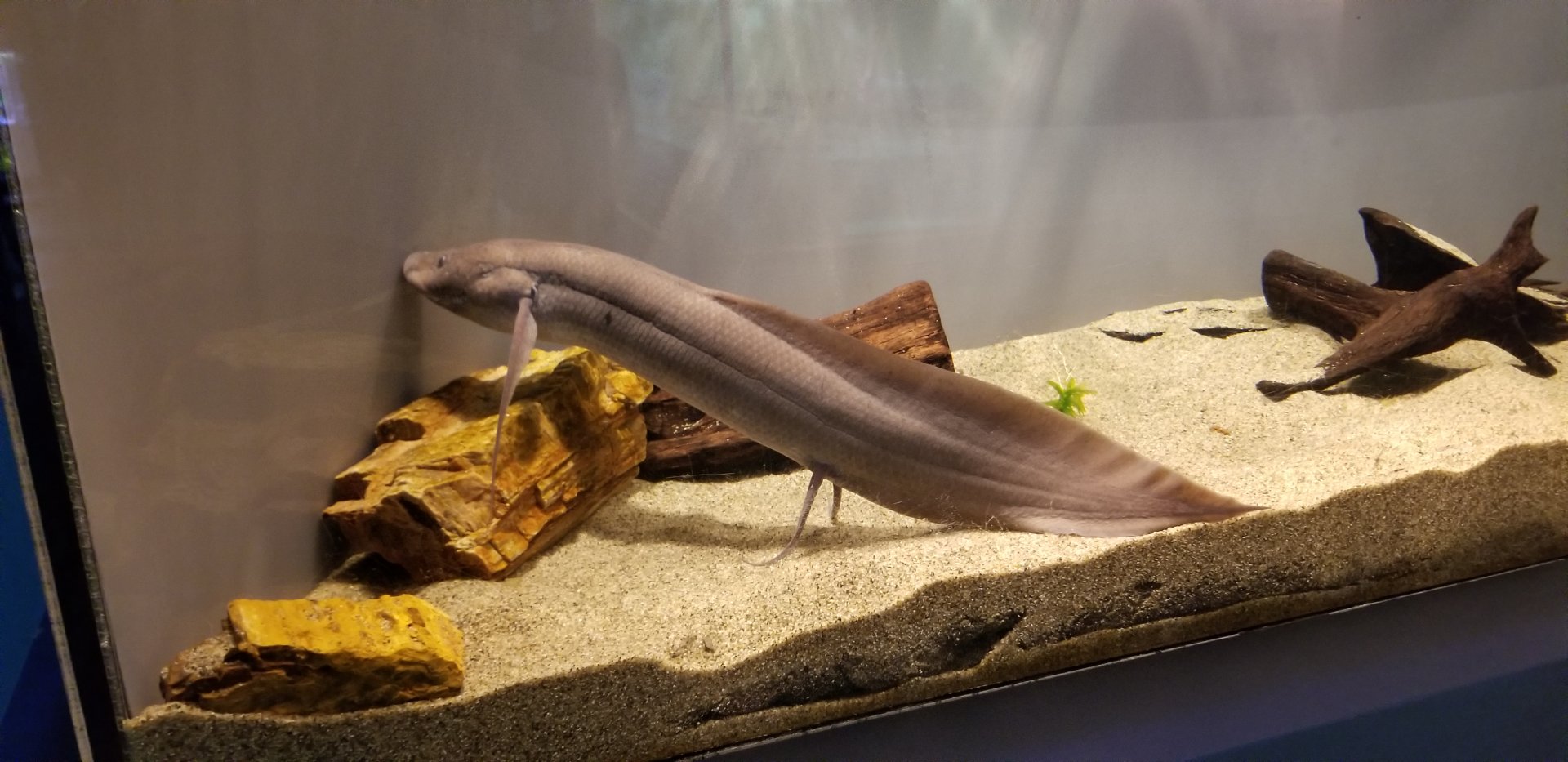 West African Lungfish