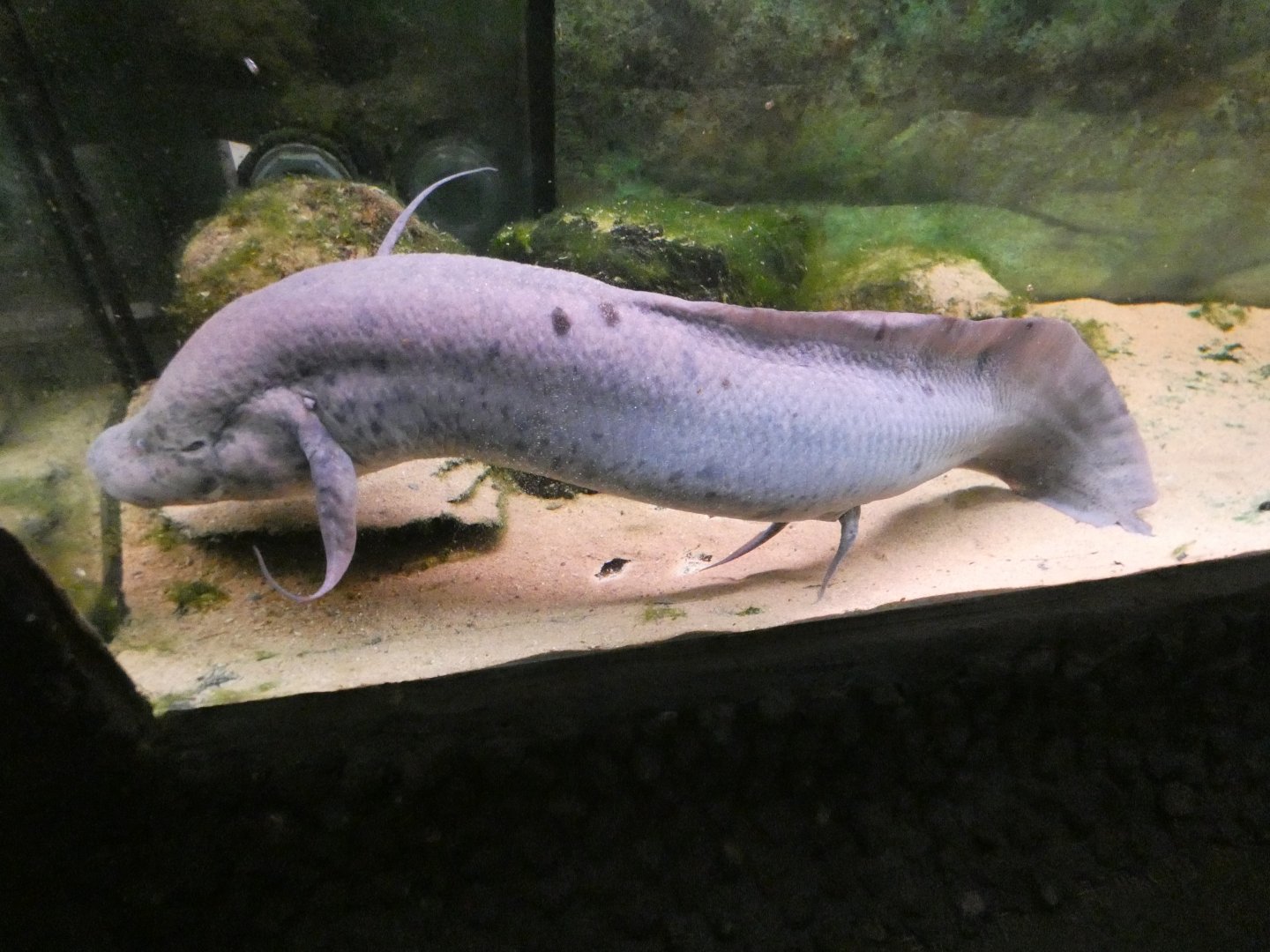 West African lungfish