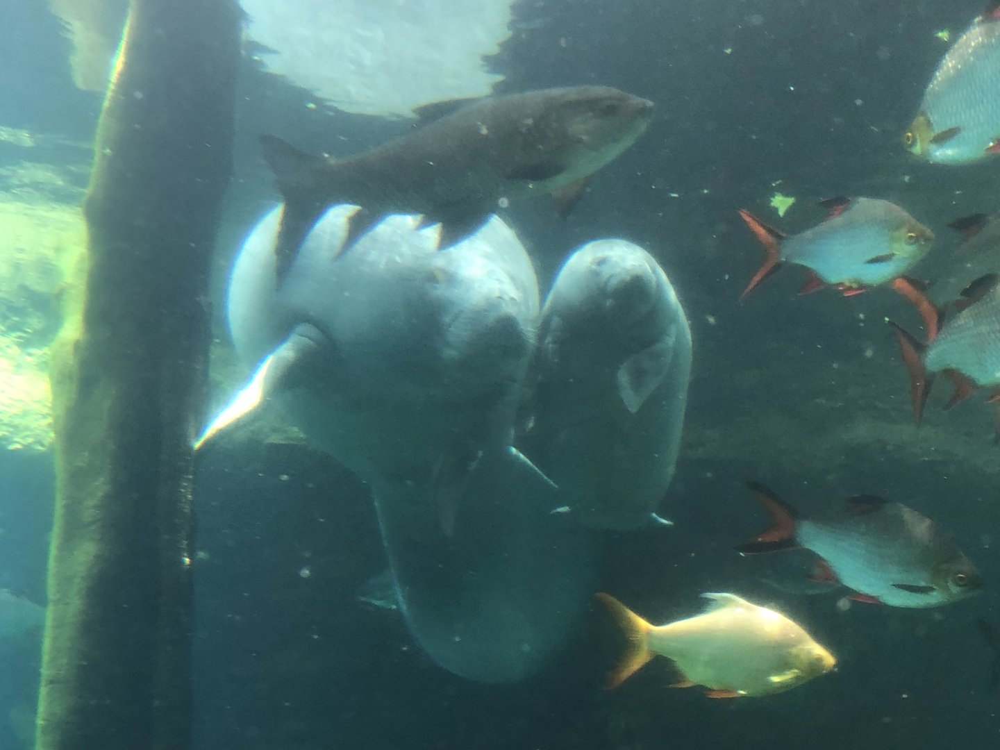 West African Manatee & Calf