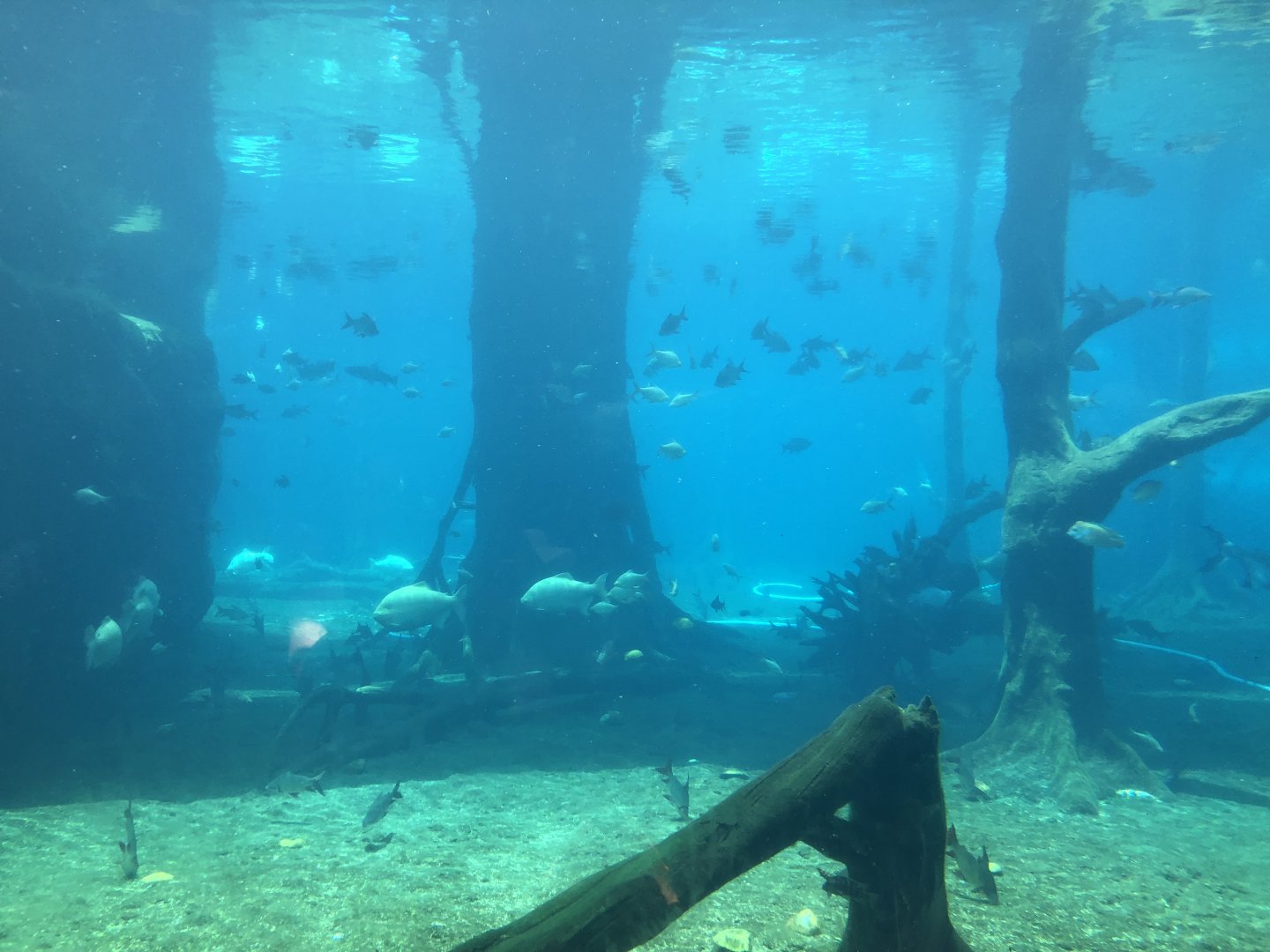 West African Manatee Exhibit