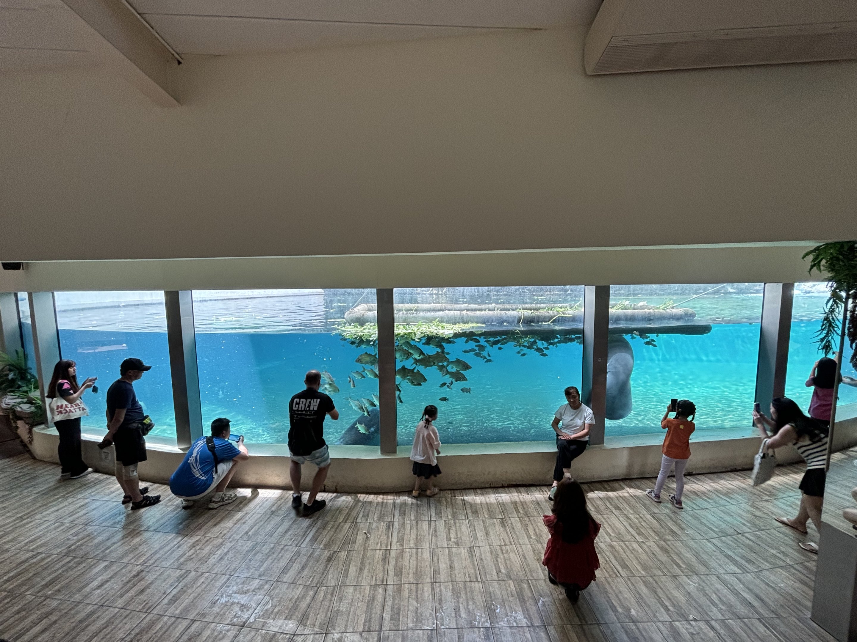 West African Manatee Exhibit