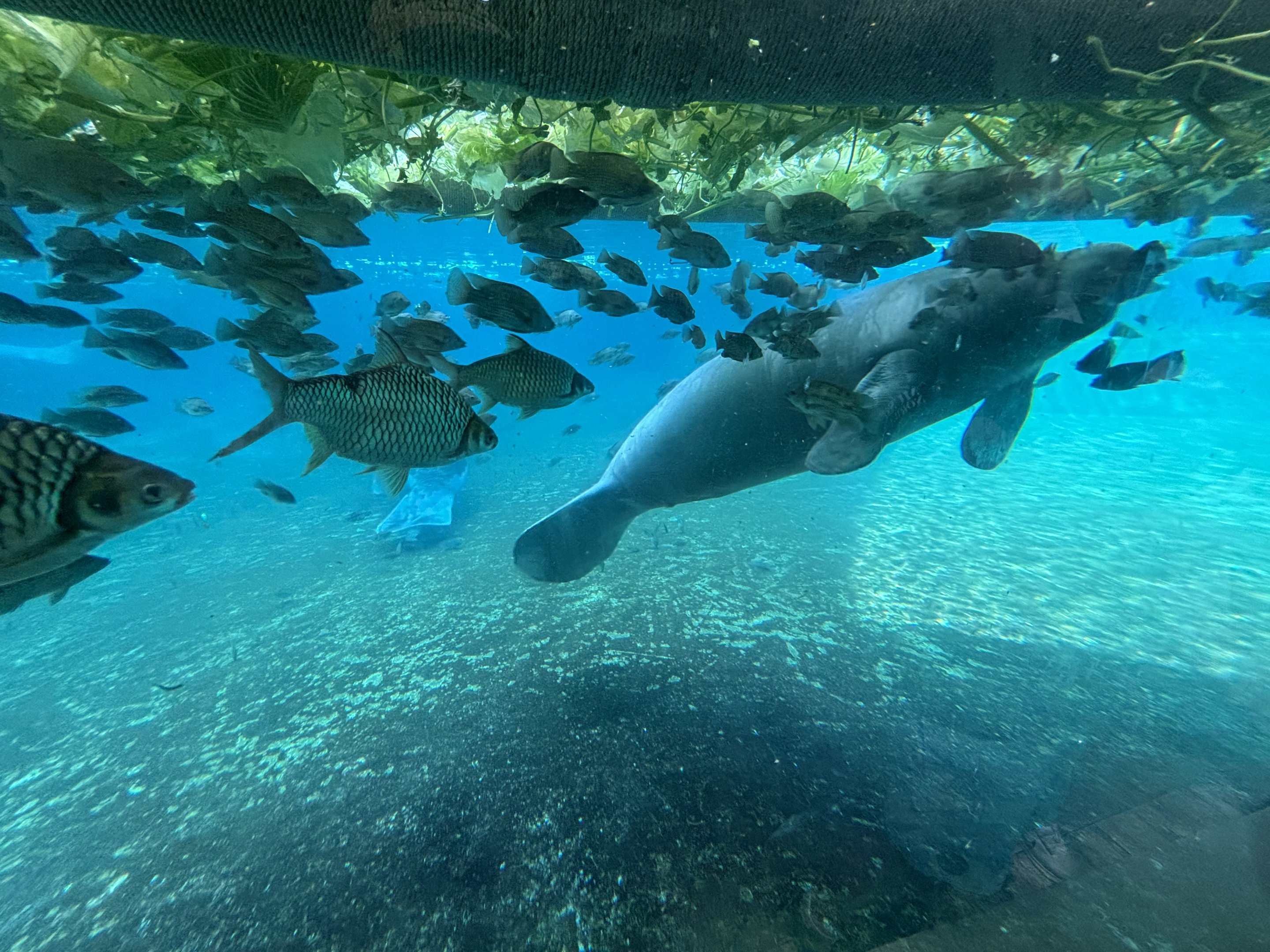 West African Manatee Exhibit