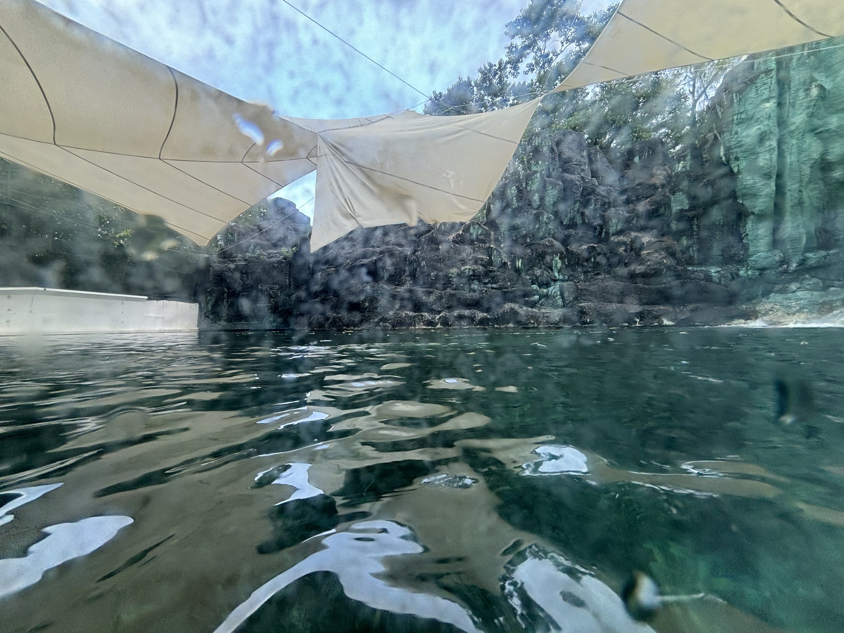 West African Manatee Exhibit