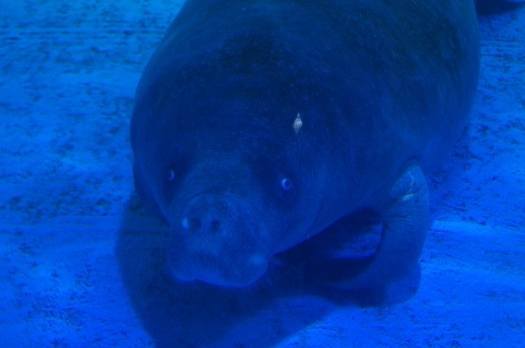 West African Manatee in COEX aquarium