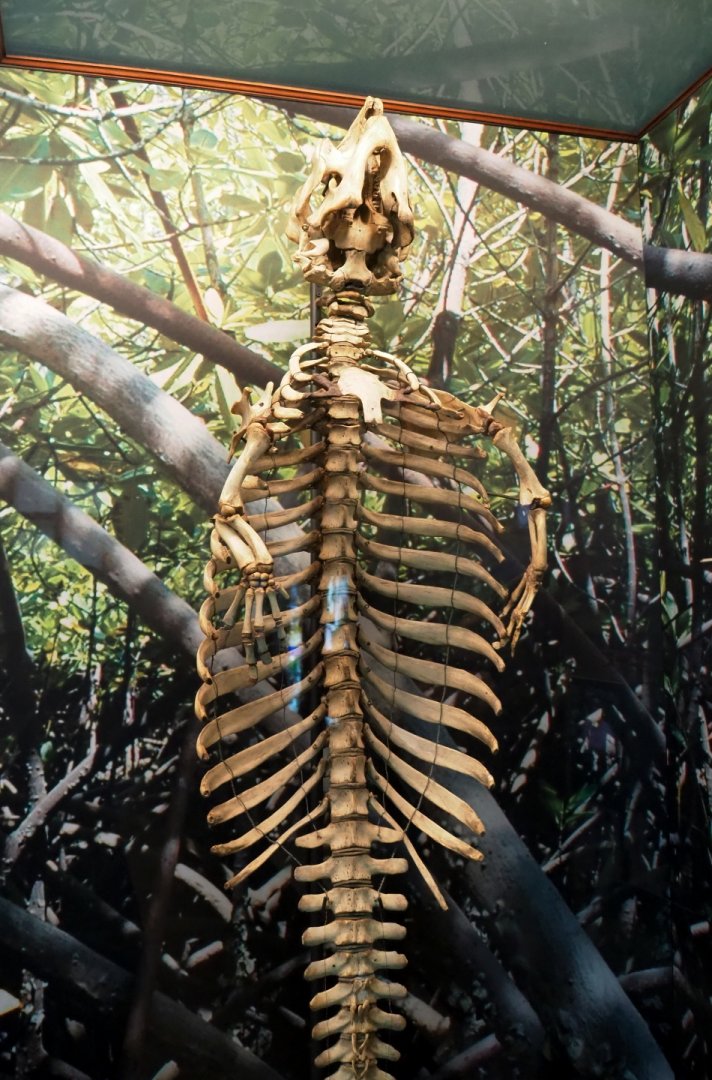 West African manatee (Trichechus senegalensis) skeleton, 2021-10-20