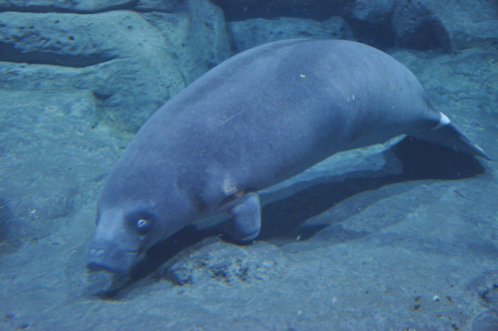 West African manatee/ Trichechus senegalensis