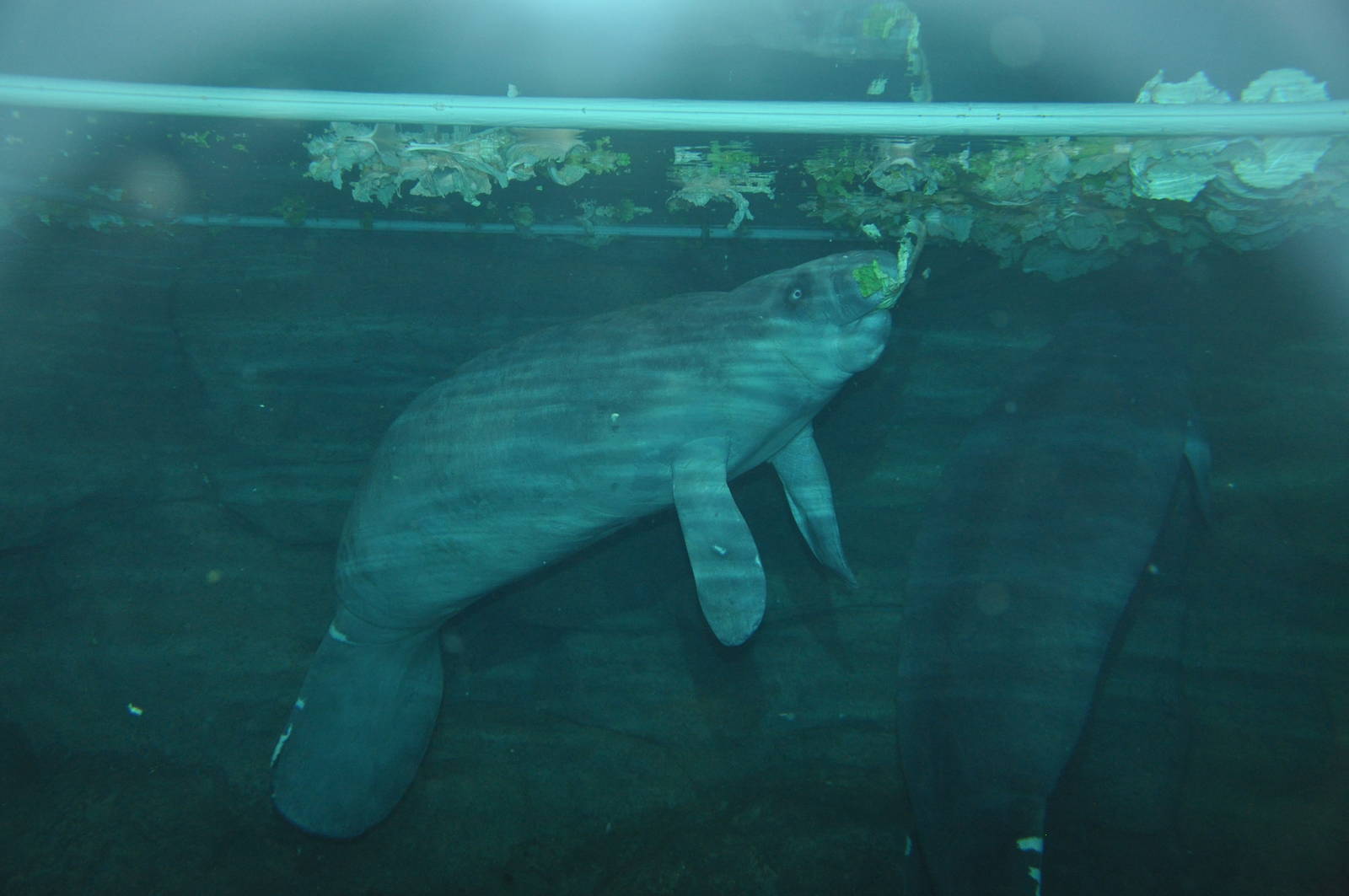 West African manatee/ Trichechus senegalensis