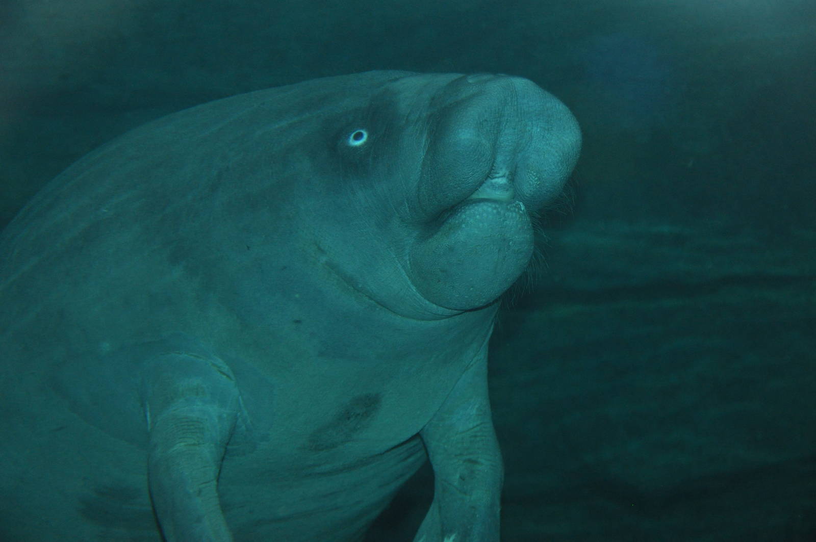 West African manatee/ Trichechus senegalensis