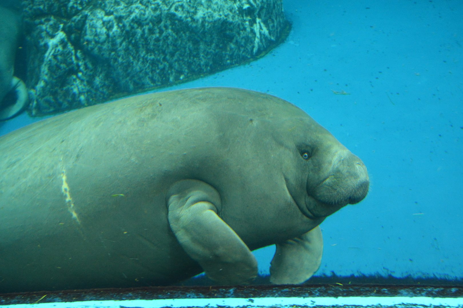 West African manatee (Trichechus senegalensis)