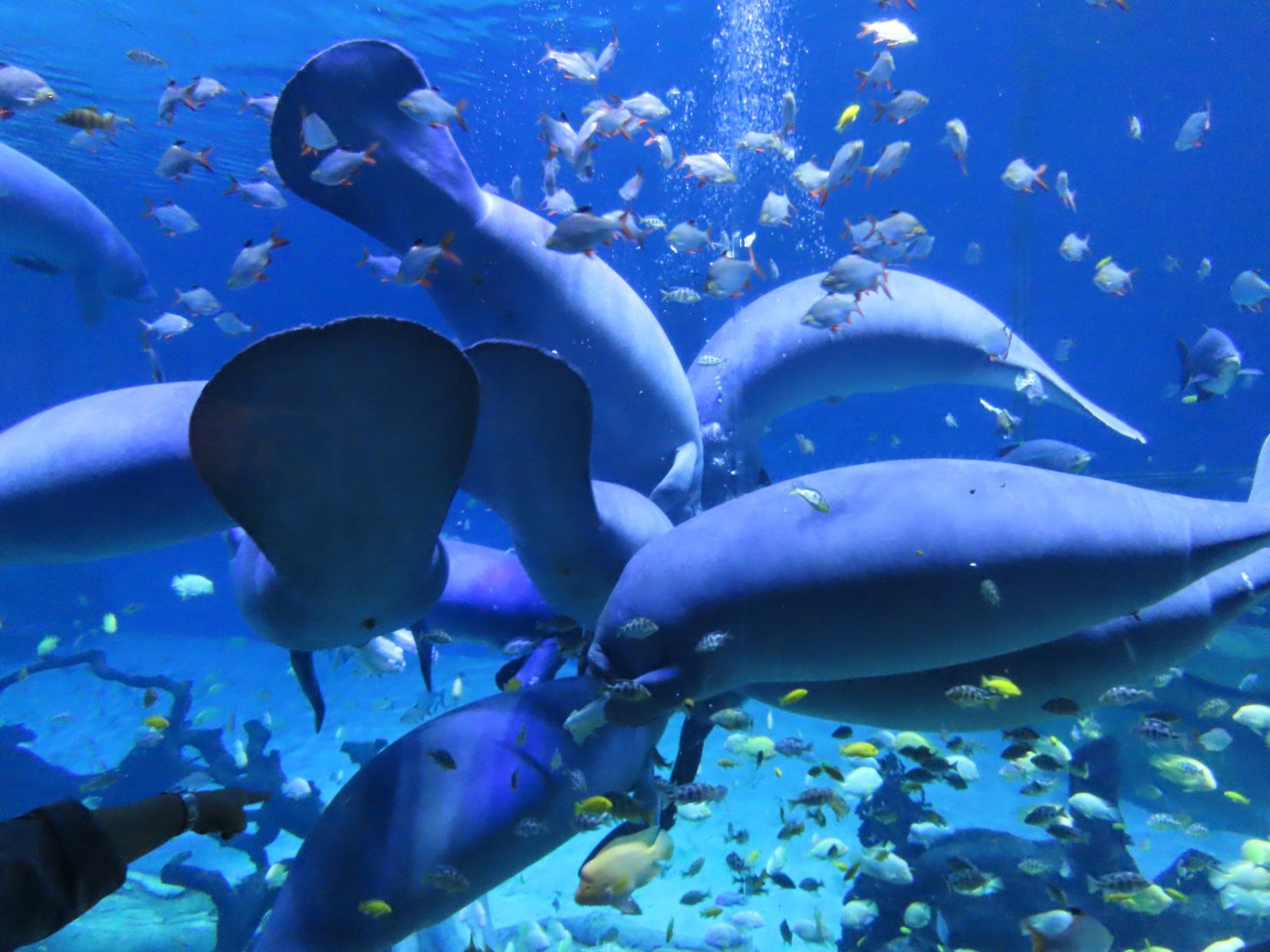 West african manatee