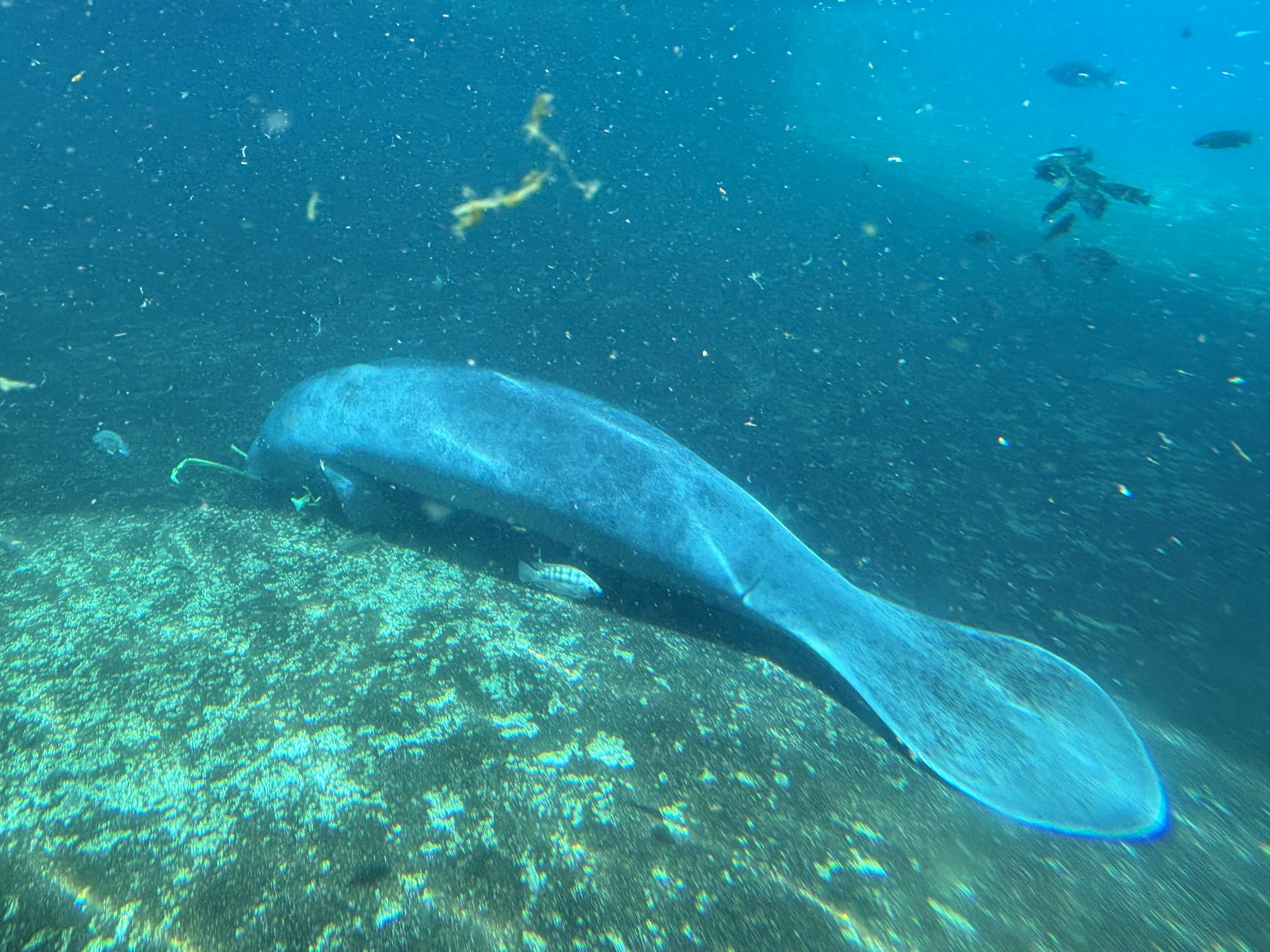West African Manatee