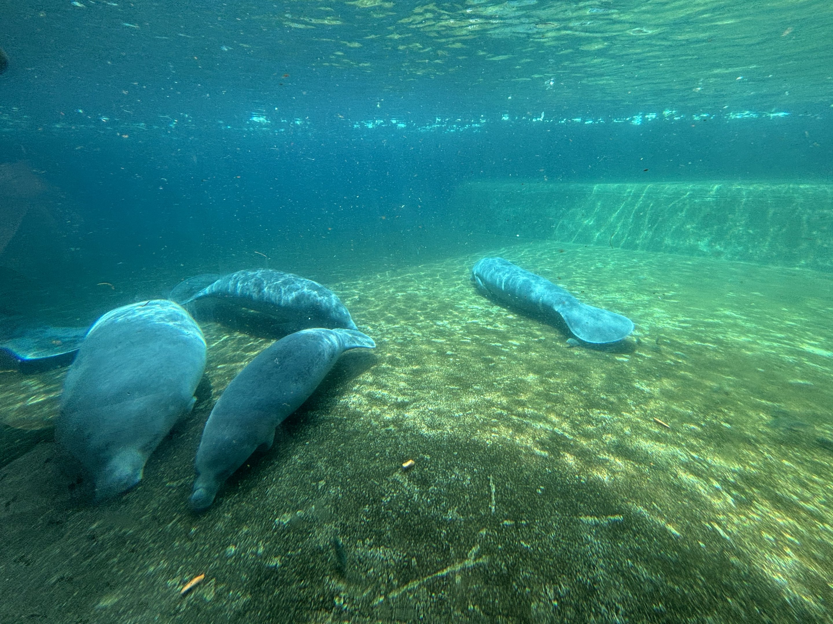 West African Manatees - the zoo has at least 7