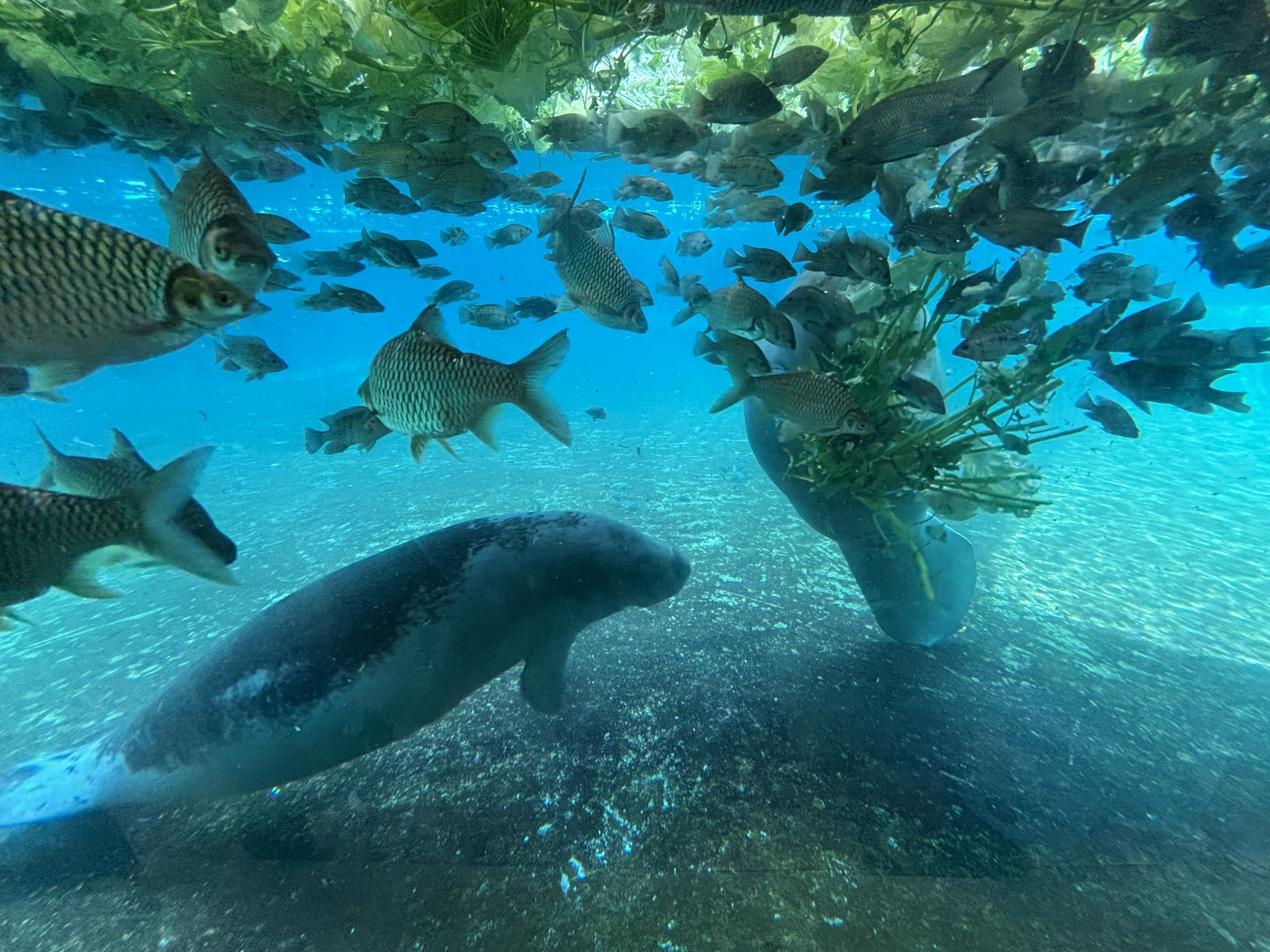 West African Manatees