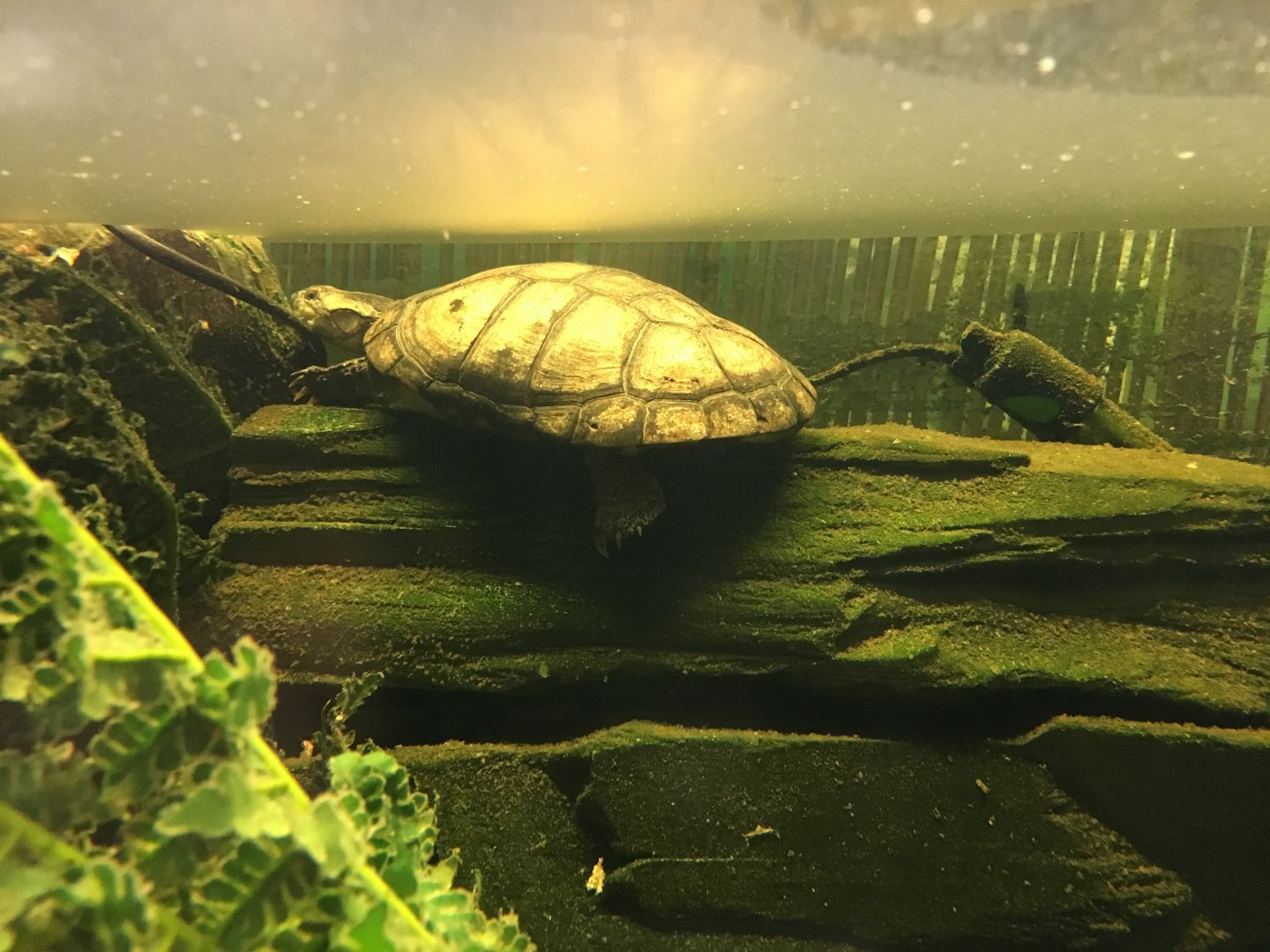 West African mud turtle 040817