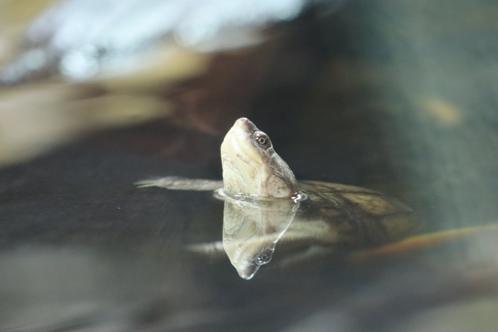 West African mud turtle - 1 July 2021