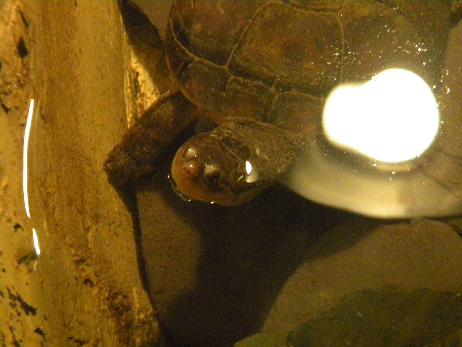 West African Mud Turtle at Blackpool Zoo 10th April 2011