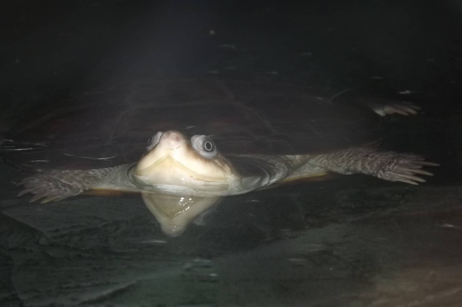 West African Mud Turtle at Blackpool Zoo 16/06/12