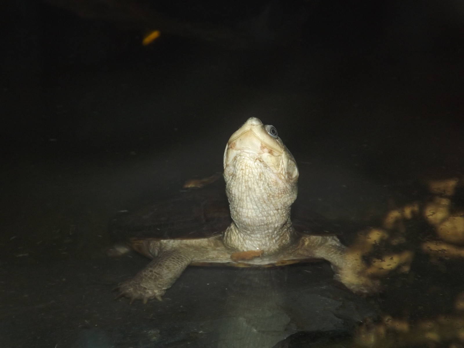 West African Mud Turtle at Blackpool Zoo 25/03/12