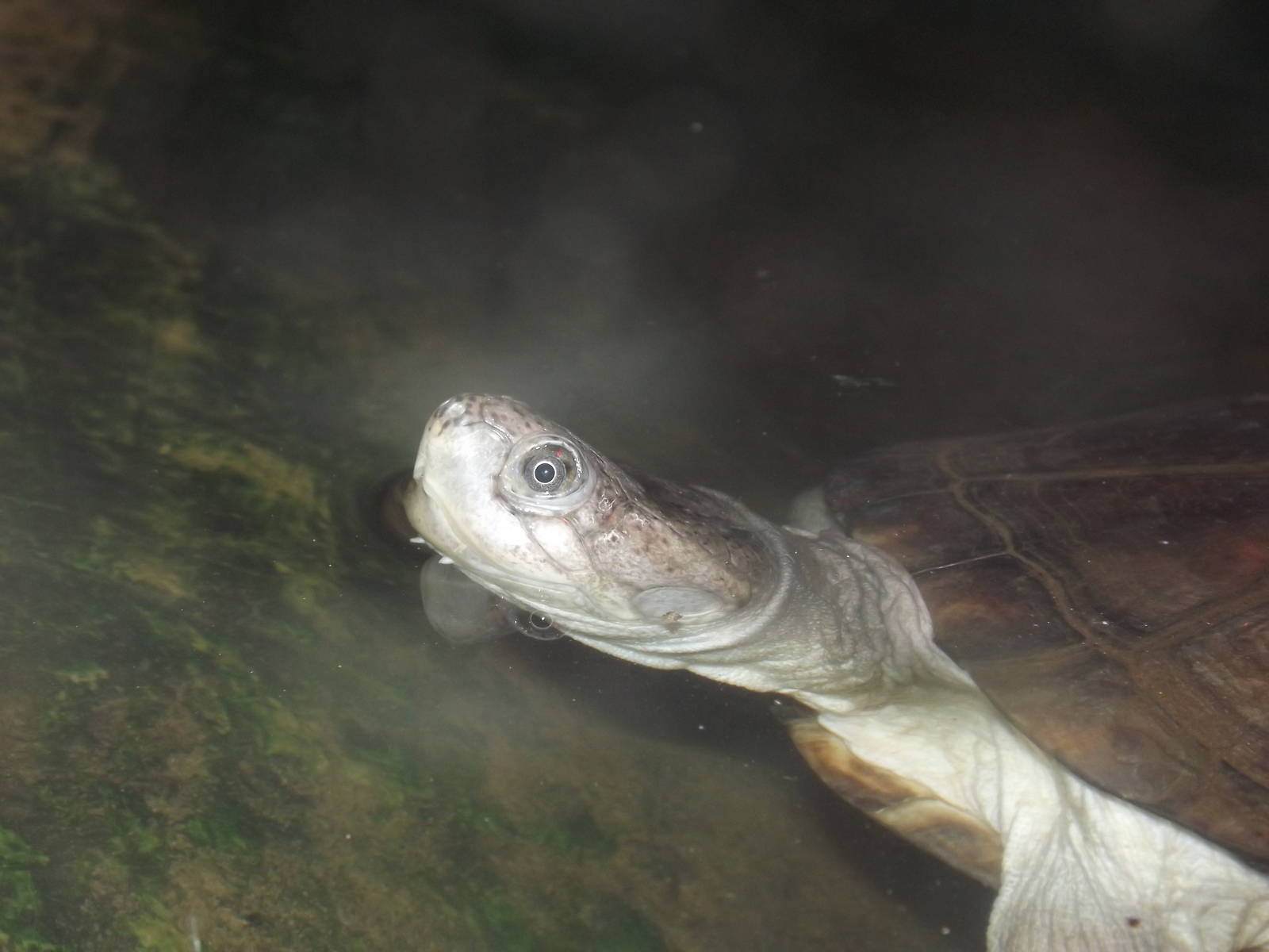 West African Mud Turtle at Blackpool Zoo 26/02/12