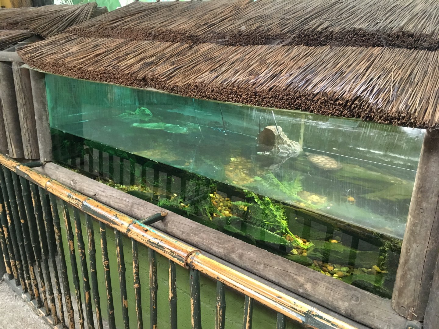 West African mud turtle exhibit 040817