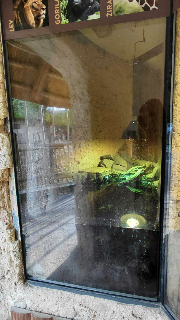 West African mud turtle exhibit