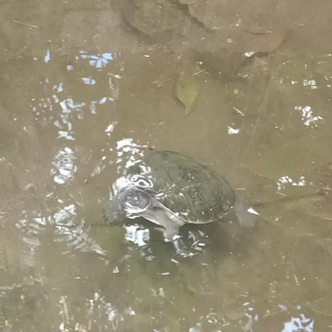 West African mud turtle (Pelusios castaneus) - Sato Loka Resto & Conservation Park