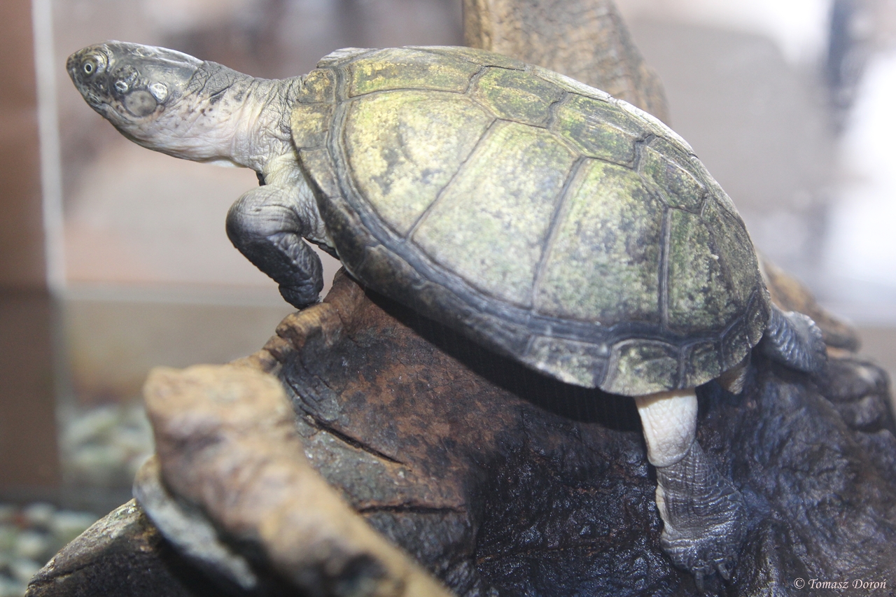 West African Mud Turtle (Pelusios castaneus)