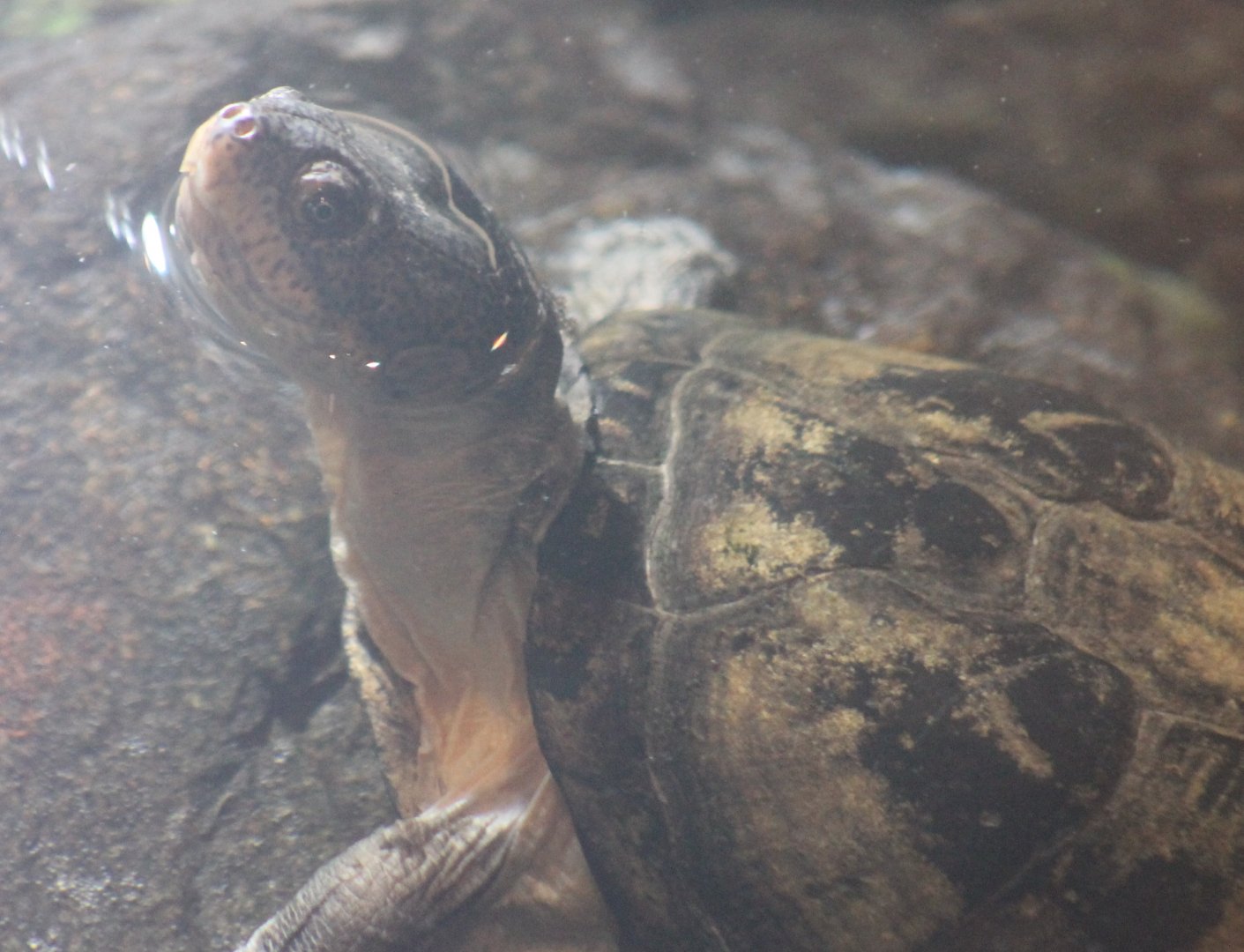 West African mud turtle - Pelusios castaneus