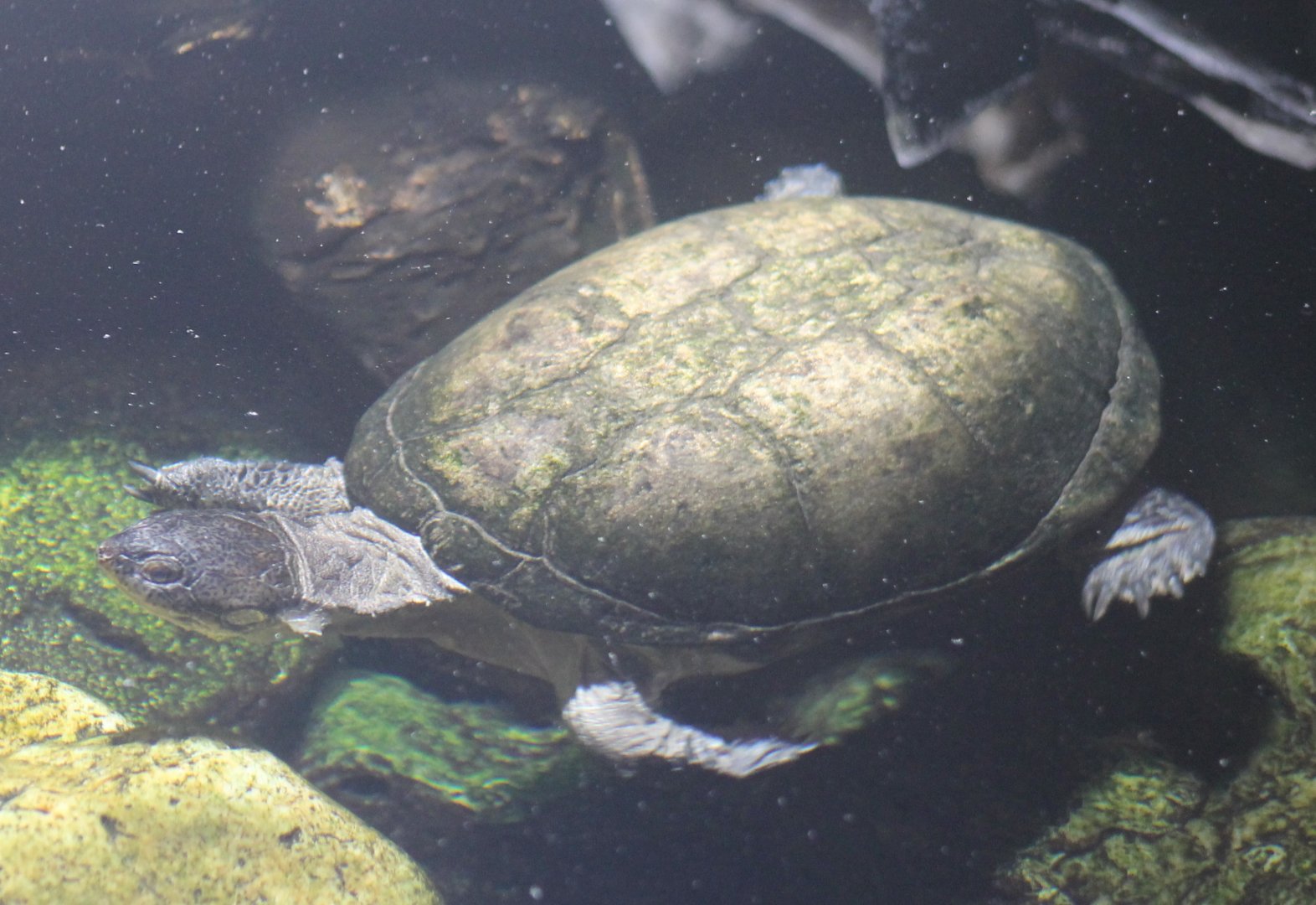 West African mud turtle - Pelusios castaneus