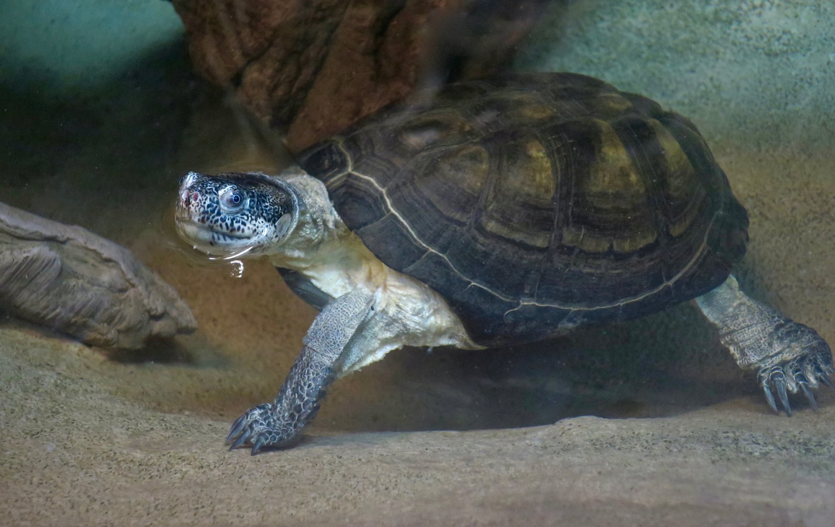West African Mud Turtle (Pelusios castaneus)