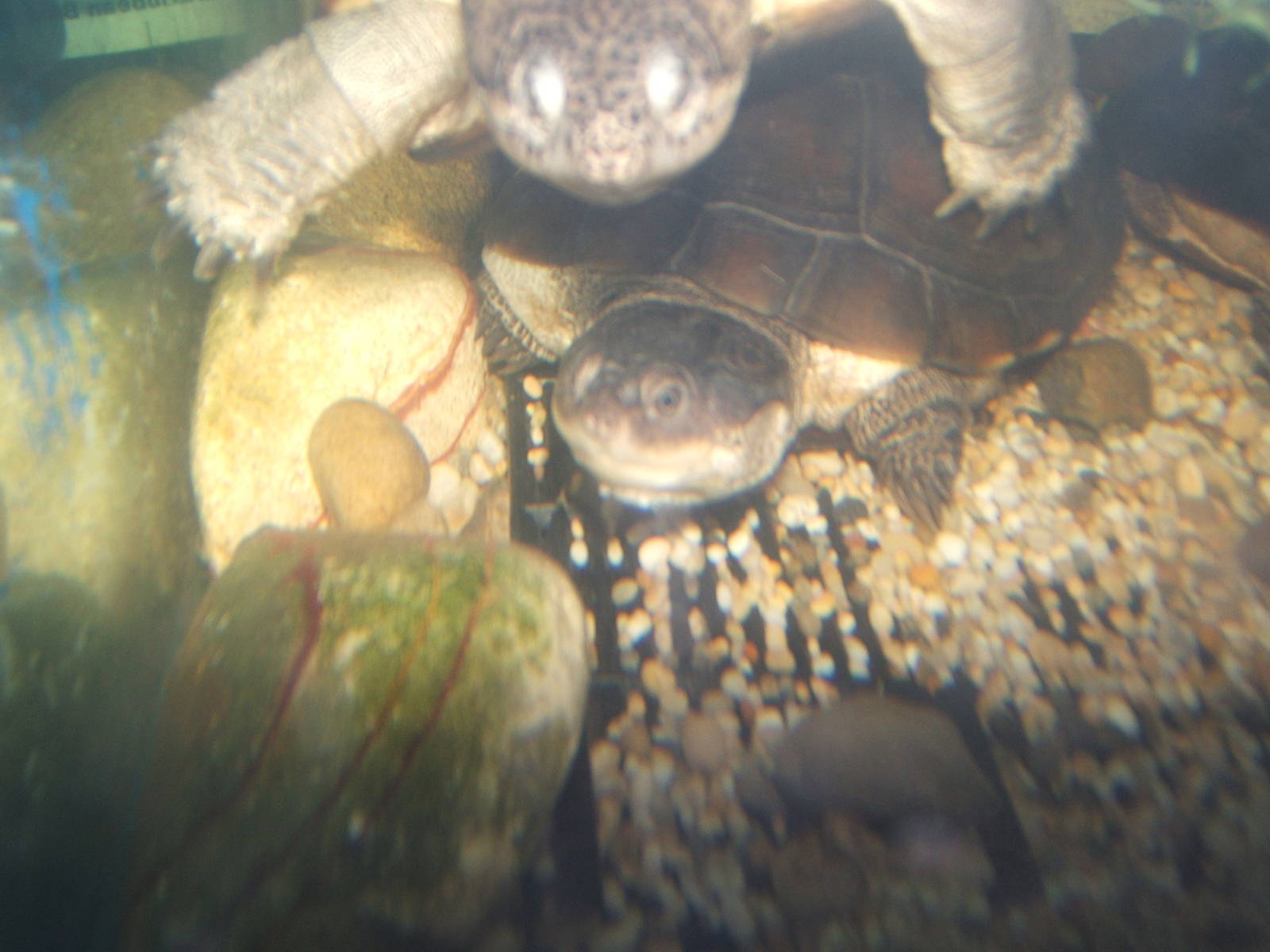 West African Mud Turtle (Pelusios castaneus)