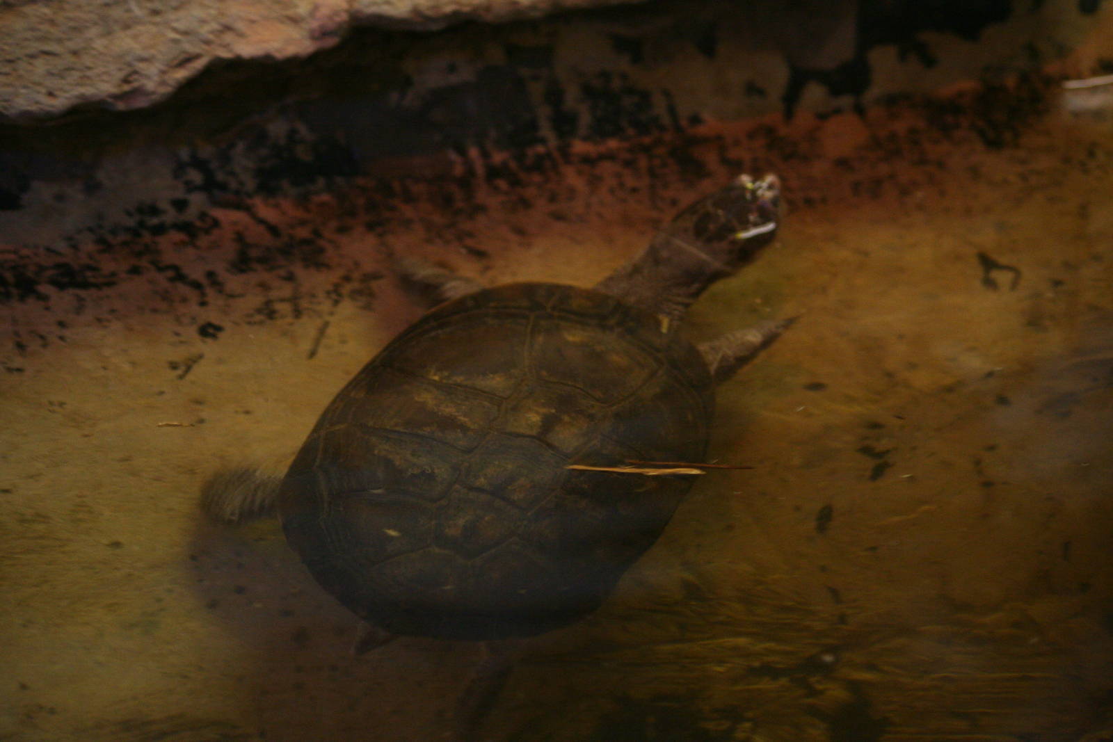 West African mud turtle?