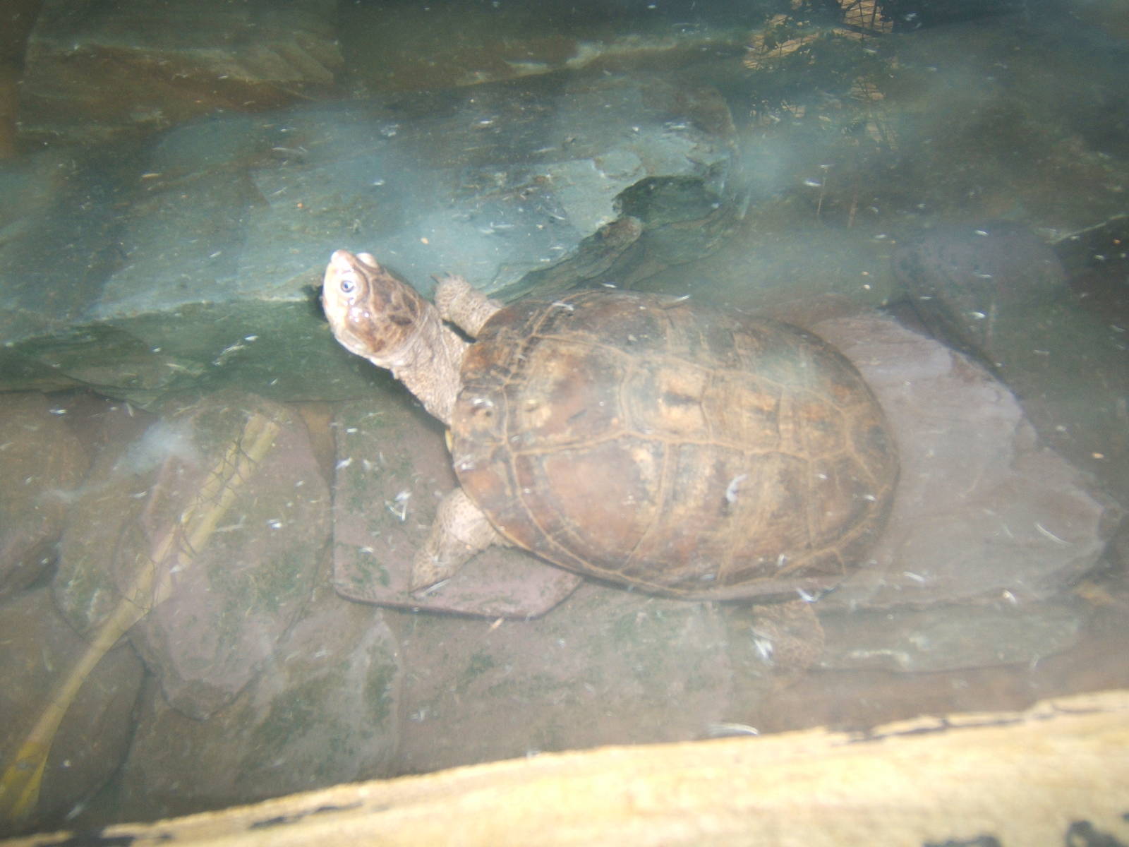West African Mud Turtle