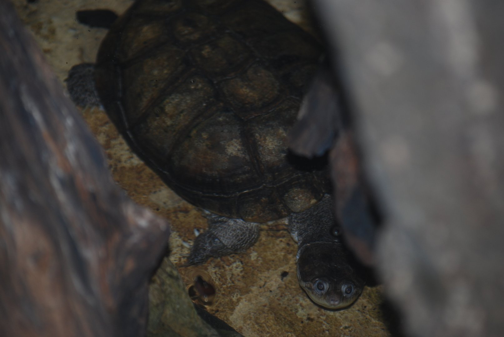 West African mud turtle