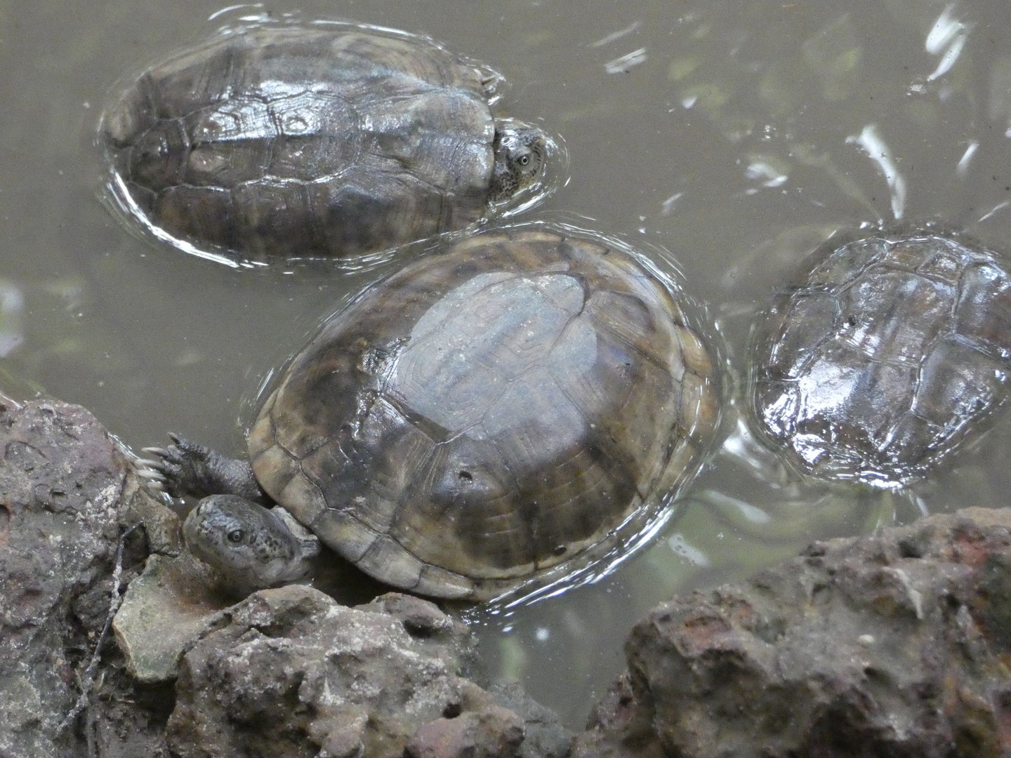 West African mud turtle